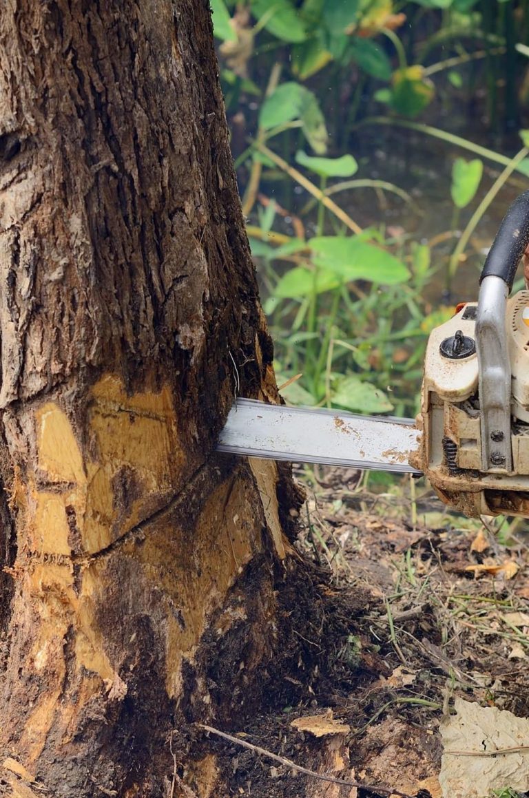 Tree Removal - ProperTree - Tree Removal & Stump Grinding - Regina